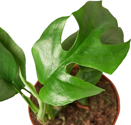 Philodendron Mini Monstera Minima - 4